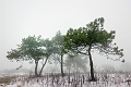arbre 15_01_10n02